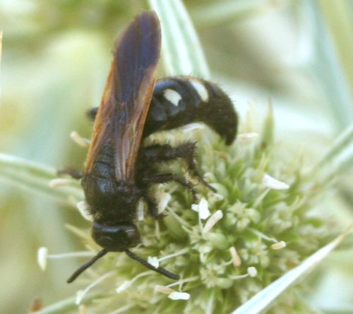 Scolia sexmaculata